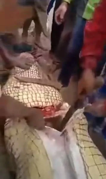 Timsahın karnından insan çıktı! Kan donduran anlar böyle görüntülendi...