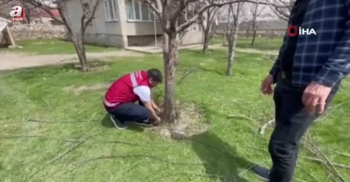 Van’da meyve ağaçları için budama eğitimi