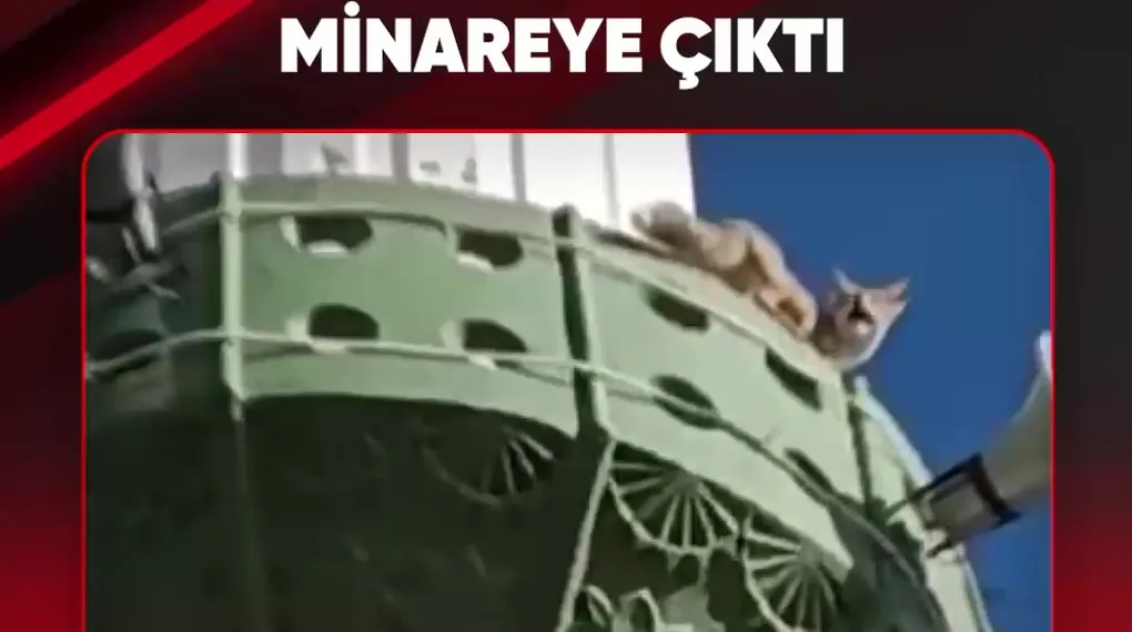 TİLKİ MİNAREYE ÇIKTI