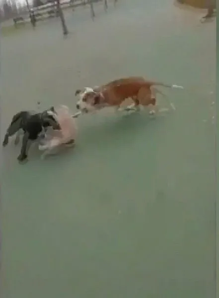Maltepe'deki pitbull vahşetinde 3 gözaltı - 4