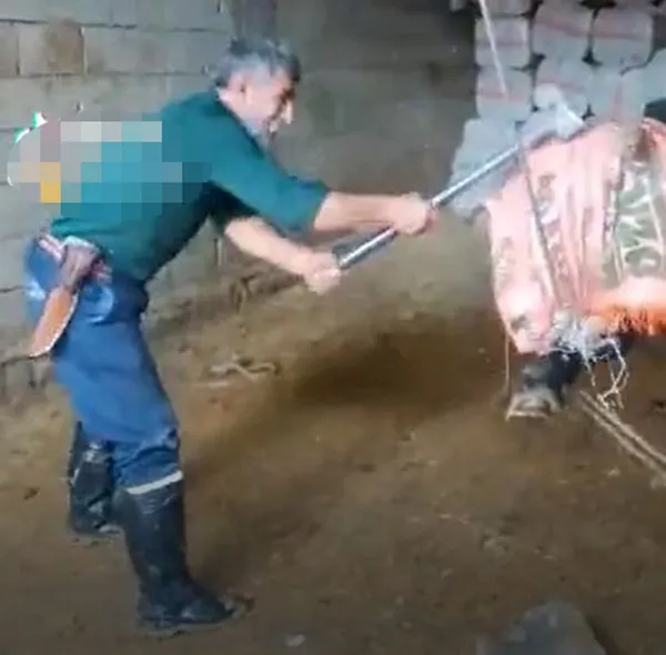 Vicdansız kasabın ifadesi ortaya çıktı! Balyozla işkence edilen boğa olayında yeni gelişme - 2