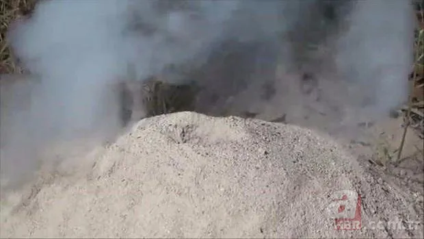 Kırmızı karıncalardan batmayan sal! Haftalarca yüzebiliyorlar 10