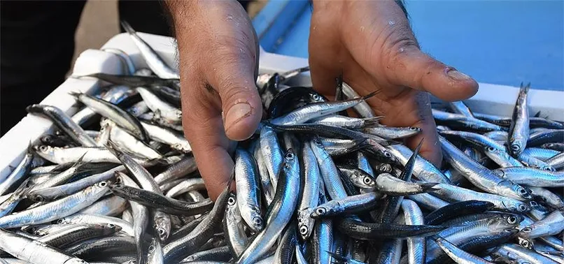 Hamsi ihracatı 9 milyon dolar kazandırdı