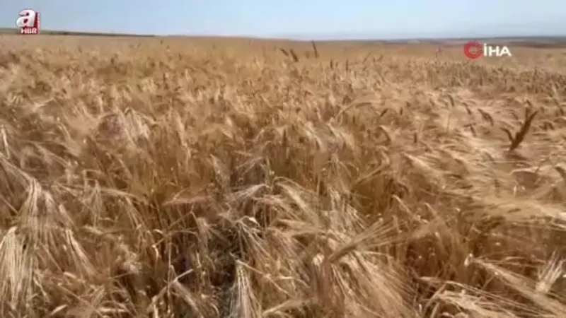 Kars’ta Ata tohumu arpa ile bereket fışkırdı: Çiftçinin yüzü güldü
