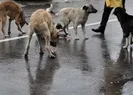Köpeklerin saldırısına uğrayan çocuk yaralandı