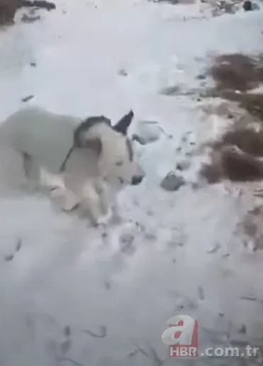 Görüntüler Türkiye'den! Kirpikleri ve sakalı soğuktan dondu 20
