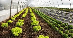 Gözler şubat yağışlarında! Tarımda kırmızı alarm yok