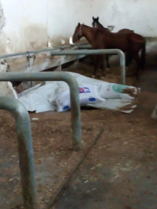 İşte atların tutulduğu yer! Büyükada’daki İSPARK ahırlarından yeni görüntüler!