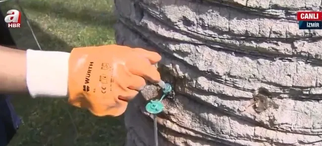 izmirde-palmiye-agaclari-neden-katledildi-kesilen-palmiyeler-tedavi-edilebilir-miydi-1648461652466.jpg İzmir’de palmiye ağaçları neden katledildi? Kesilen palmiyeler tedavi edilebilir miydi? - 2