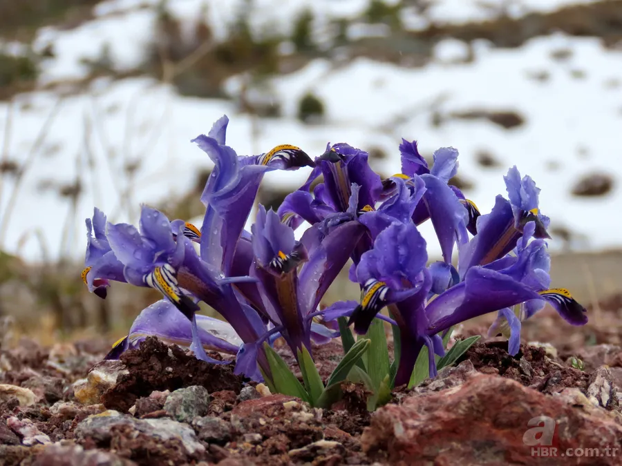 Toros Dağları'nda yaylalarda karlar erimeye başladı, çiçekler her yeri kapladı 7