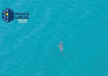 İspanya'da köpek balığı alarmı! Plajlar kapatıldı