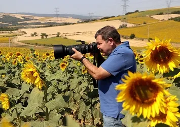 Ayçiçeği tarlaları fotoğraf tutkunlarını ağırlıyor