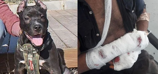 Aydın'da pitbull sahibini parçalıyordu