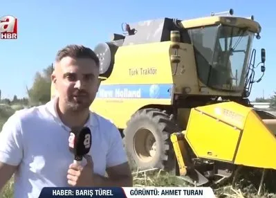 Malatya’da çerezlik ayçiçeği hasadı!
