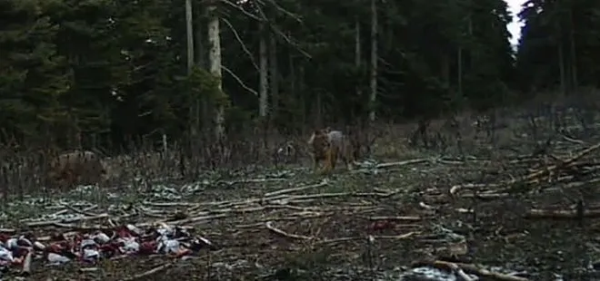 Görüntüler Bolu'dan! Yaban hayatı fotokapanlara yansıdı
