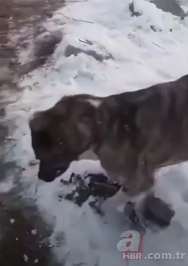 Görüntüler Türkiye'den! Kirpikleri ve sakalı soğuktan dondu 17