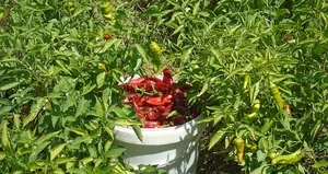 Gaziantep’te sofralık kırmızı biber hasadı!