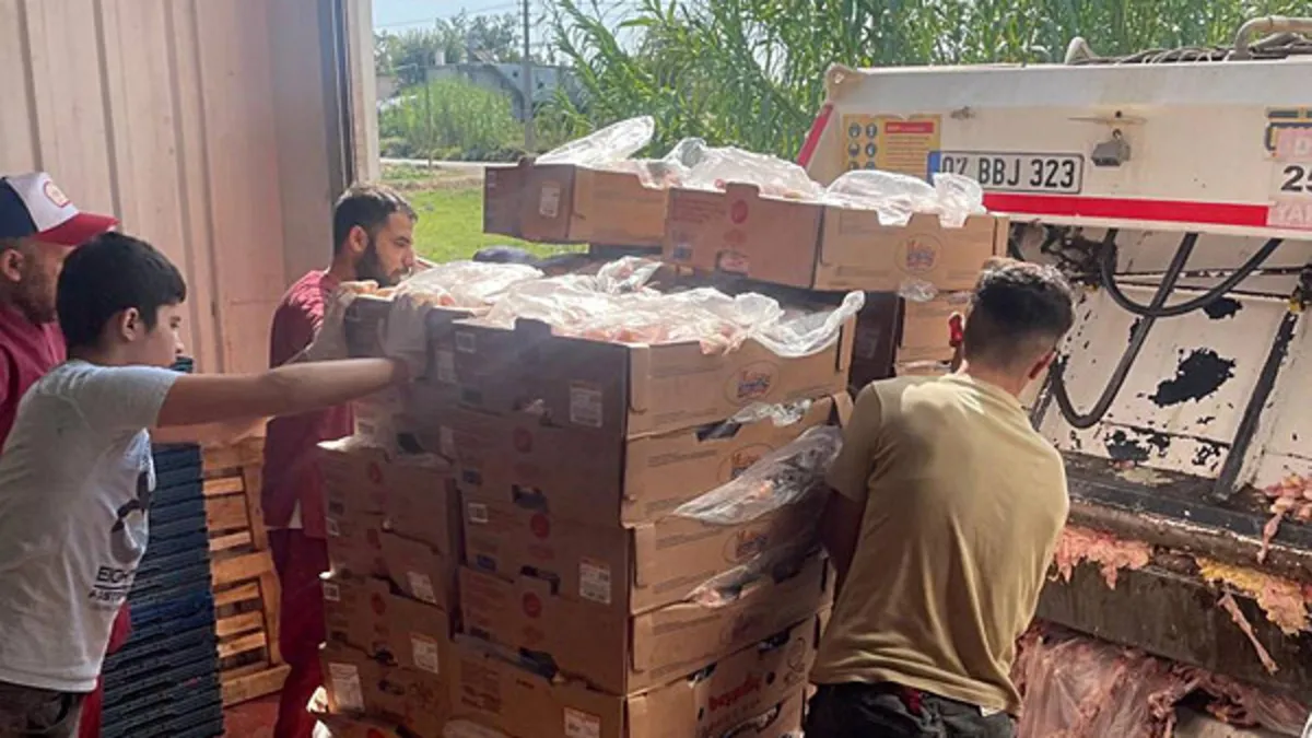 Milleti zehirleyeceklerdi! 17 ton bozuk tavuk son anda imha edildi...