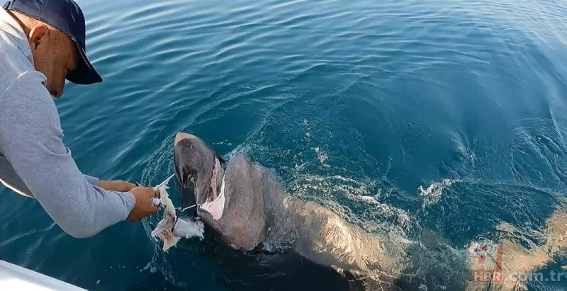 Levrek yakaladığını zannetti! Oltasına takılan balığı görünce gözlerine inanamadı 12
