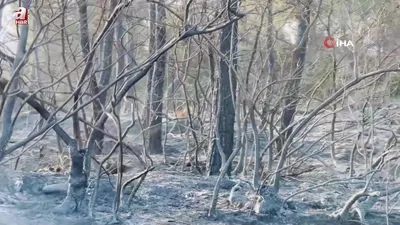 Yangından kaçan karaca böyle görüntülendi