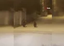 Yolda koşan ayılar kamerada