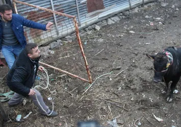 Samsun'da çılgına dönen boğa 5 kişiyi yaraladı