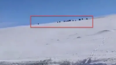 Sürü halinde ortaya çıktılar