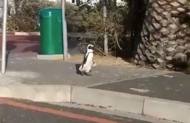 Koronavirüs nedeniyle boşalan sokaklarda penguenler geziyor