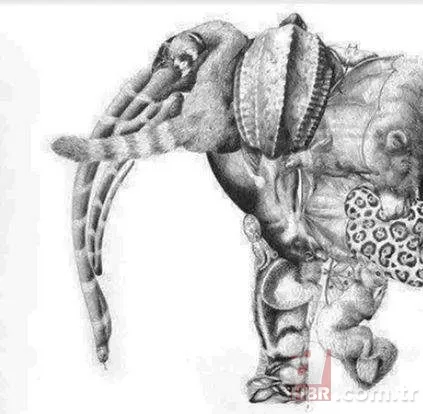 Zeka testi: Resimde kaç hayvan var? 30 saniyede bulamayanlar eleniyor 2