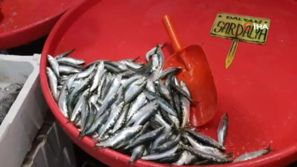 Bandırma’da sardalya bolluğu yaşanıyor