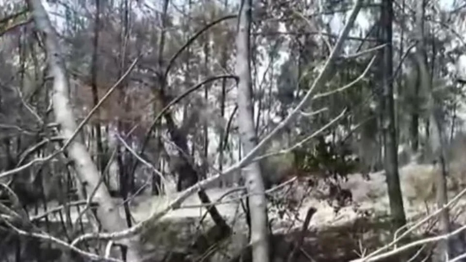 Alevlerden geriye kül yığını kaldı