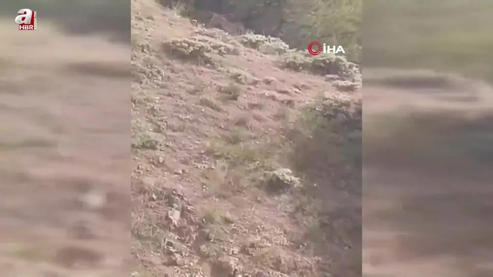 Yozgat’ta vaşak görüntülendi