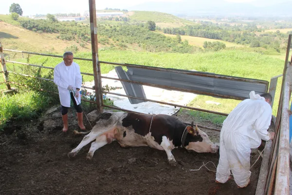 1626593284466.jpg 1 tonluk huysuz boğayı tek başına yatırdı! Kurban keseceklere rueff yöntemini önerdi - 5