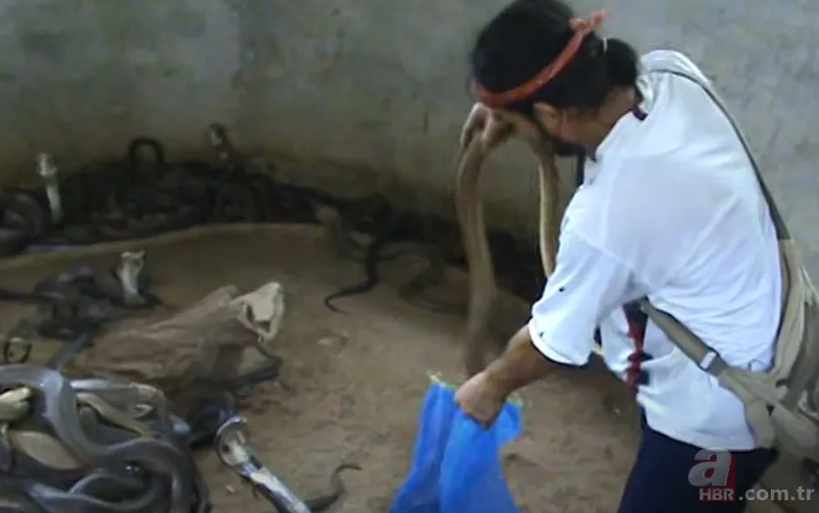 Yılan gösterisi için kobra seçen adam rahatlığıyla hayretler içinde bıraktı! 21