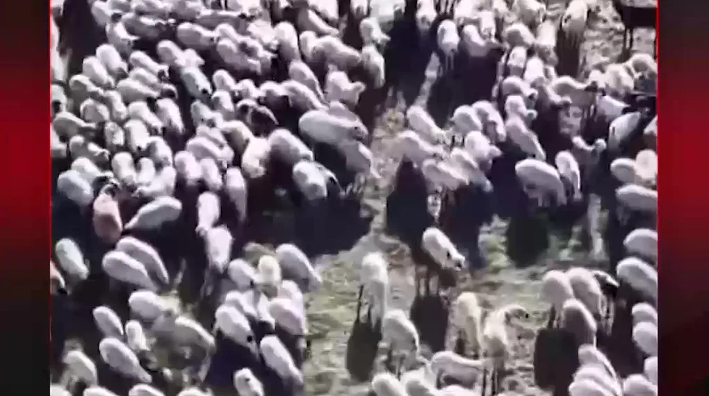150 BİN TL MAAŞA ÇOBAN BULUNMUYOR