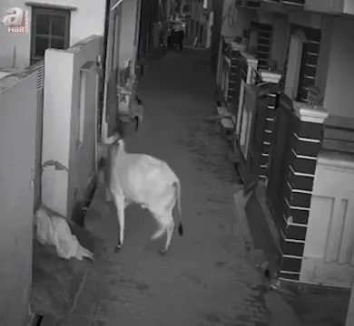 Saksağan kuşunun gazabına uğradı! Ankara’da vatandaşlar anbean görüntüledi 🐕🆚🐦