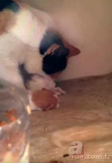 Evde beslediği kedi yeni doğan yavrusunu yedi! Sahibi neye uğradığını şaşırdı