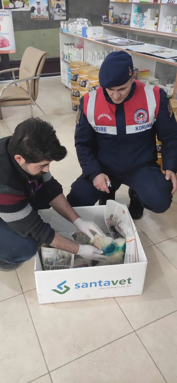 sivasta-coplukte-bulunan-yarali-kopegin-imdadina-jandarma-yetisti-1641989513077.jpg Sivas’ta çöplükte bulunan yaralı köpeğin imdadına jandarma yetişti - 1