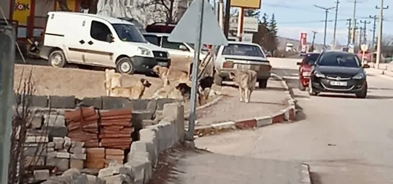 Eskişehir’de başıboş köpekler dehşet saçtı! 1 haftada 2 çocuğa saldırdı