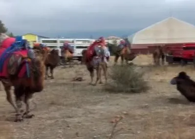 Havut Hayrı güreş severleri buluşturdu