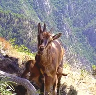 Onlar da yaban hayatının anneleri