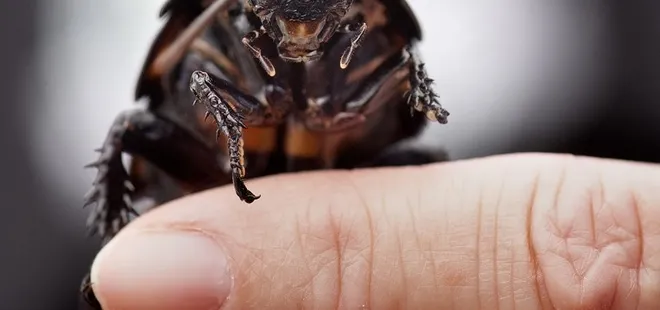 Haşerelerin kökünü kurutuyor! Bu yöntemle evinize 1 sene böcek girmeyecek