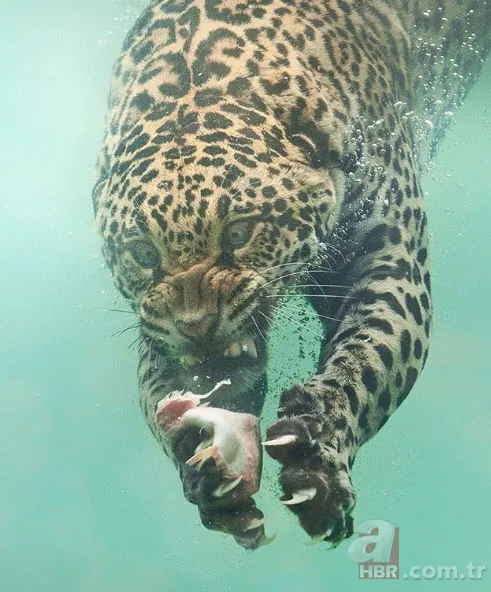 Böylesini daha önce hiç görmediniz 3