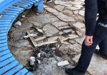 Antalya'da vahşet! Parkta kediyi yakarak öldürdüler