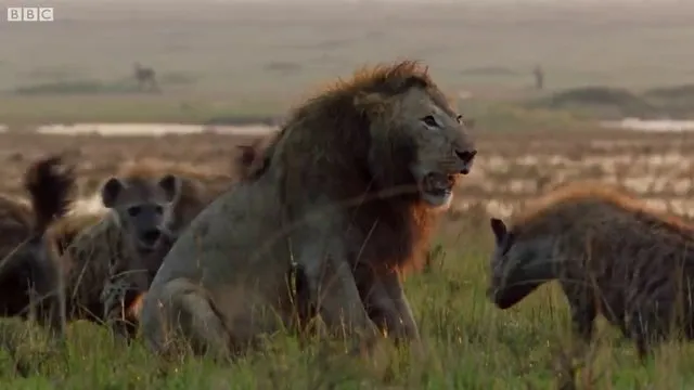 Sırtlanların arasında tek başına kalan aslanın mucize kurtuluşu! Son anda öyle şeyler oldu ki...