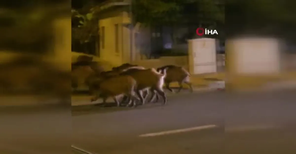 Muğla Marmaris'te yaban domuzu istilası