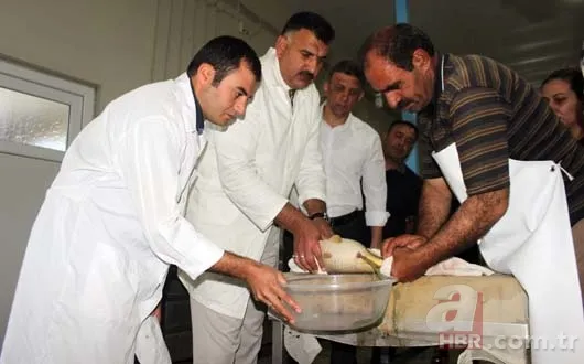 Balık sağımı başladı, hedef 5 milyon balık 1