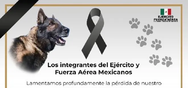 Meksika’dan gelen kurtarma köpeği Proteo hayatını kaybetti: Kahramanca çalışman için teşekkür ederiz