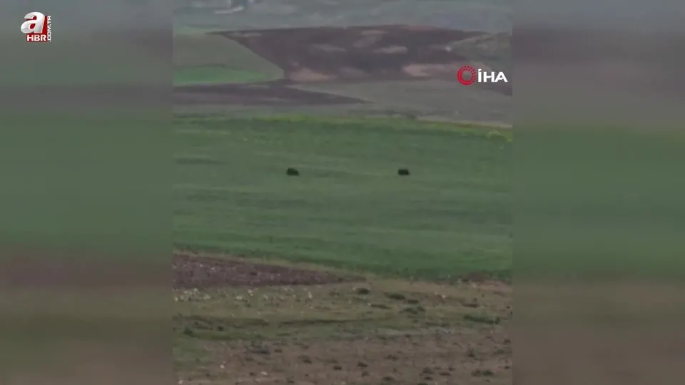 Aç kalan iki domuz Murat Kanyonu’nda görüntülendi
