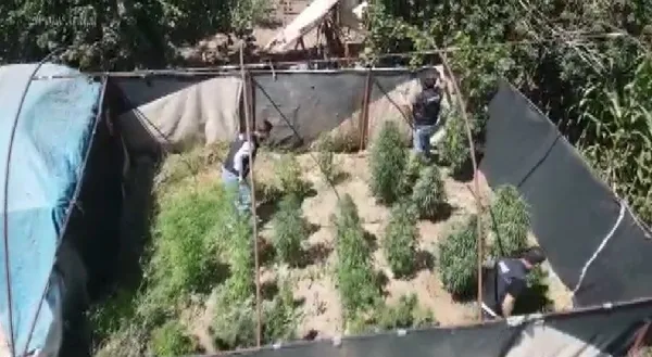 izmirde-dronlu-operasyon-ekipler-uyusturucu-tarlalarini-boyle-tespit-etti-1658295480534.jpg İzmir’de dronlu operasyon! Ekipler uyuşturucu tarlalarını böyle tespit etti - 3